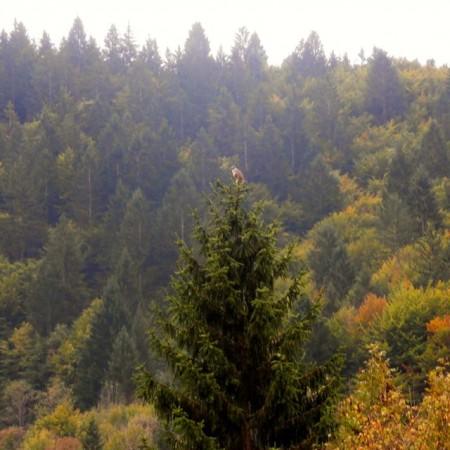 Hawk perching on a tree in Triglav National Park, Slovenia.