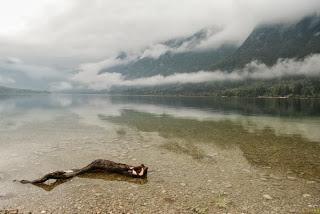 Reflecting Log on Bohinj Lake, Slovenia