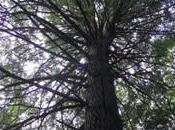 Hemlock Extinction Looms Over Tennessee Forests Countdown, Scientific American Blog Network