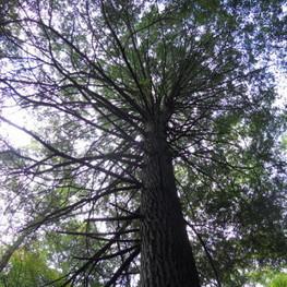Hemlock Extinction Looms over Tennessee Forests | Extinction Countdown, Scientific American Blog Network