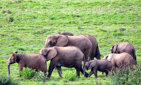 Heartwarming Elephant Photography