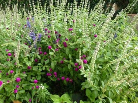 salvia and lemon basil in border