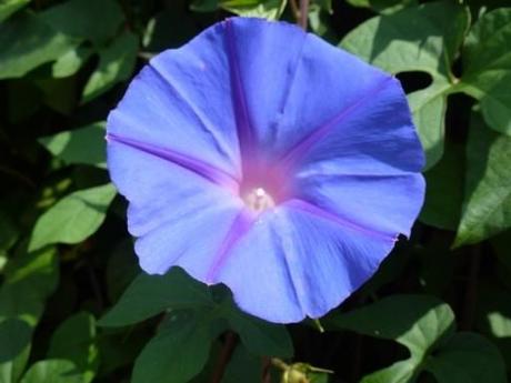 single morning glory flower