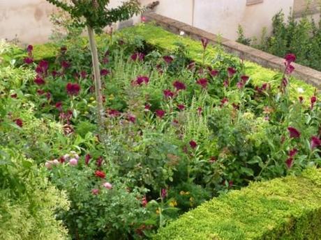  Purple Celosia, lemon basil and roses