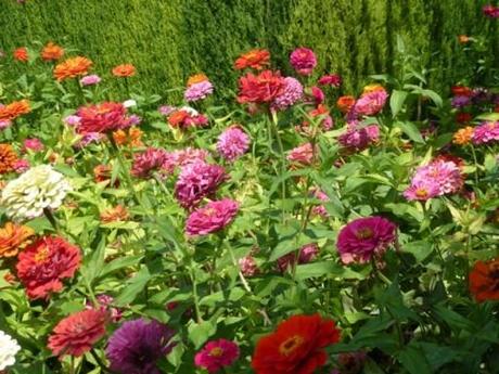 zinnias in the sun