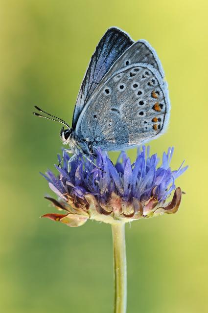 Polyommatus amandus, Azuré de la jarosse, Amanda's Blue