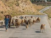 Life Overseas Sacrifice, Sheep, Raising Kids Cross-Culturally