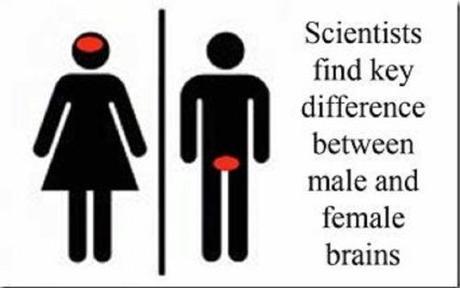 male female brain1