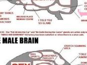 Shocking! Male Brains Differ from Female Brains!