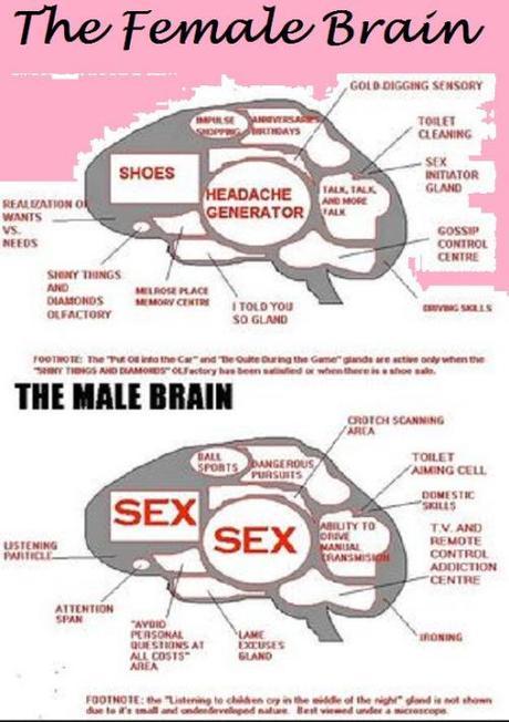 male female brain