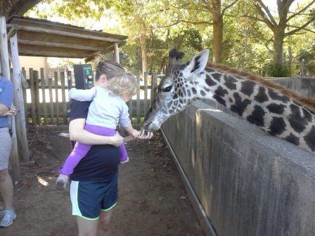 feedinggiraffes