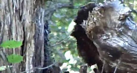 William Evans screenshot of a possible Bigfoot in northern California. Or part of a burned out tree stump, whichever you choose.