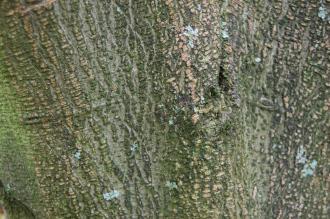 Celtis sinensis Bark (21/09/2013, Kew Gardens, London)