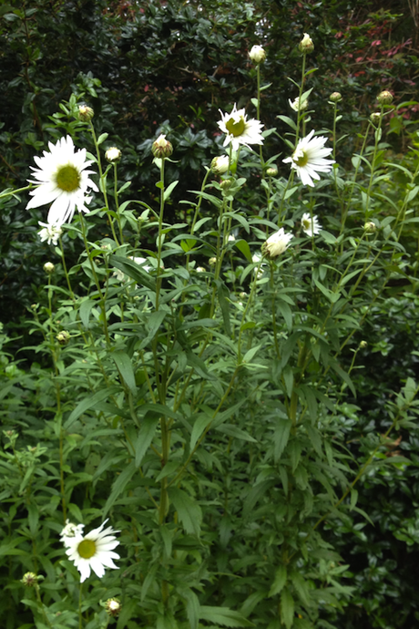 Leucanthemella serotina