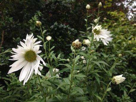 Leucanthemella serotina