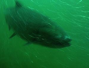 “As far as salmon rivers are concerned, the handbook says the first task is to identify current problems that limit salmon production in rivers.” Hey, what if the problems are the murderous river-choking dams y'all built?