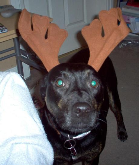 When Shadow was our only 'child' at Christmas!