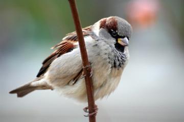 Image from www.birdsofbritain.co.uk 