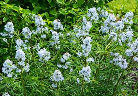 The many faces of Amsonia tabernaemontana (Eastern Bluestar)