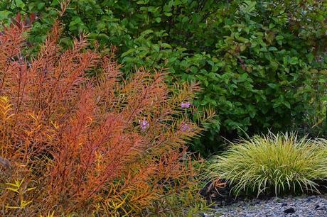 The many faces of Amsonia tabernaemontana (Eastern Bluestar)