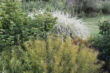 The many faces of Amsonia tabernaemontana (Eastern Bluestar)