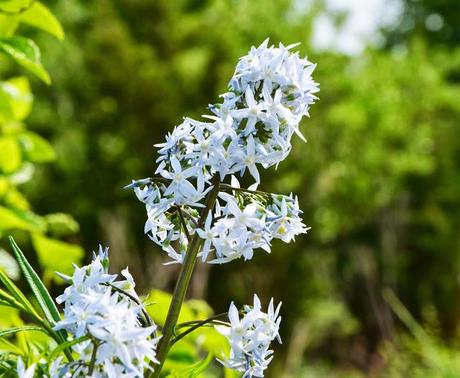 The many faces of Amsonia tabernaemontana (Eastern Bluestar)