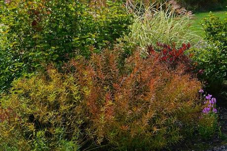 The many faces of Amsonia tabernaemontana (Eastern Bluestar)