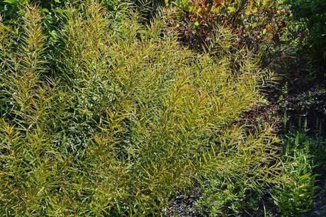 The many faces of Amsonia tabernaemontana (Eastern Bluestar)