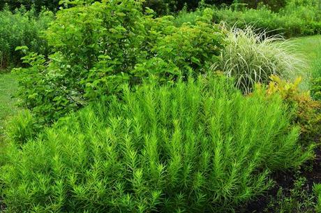 The many faces of Amsonia tabernaemontana (Eastern Bluestar)