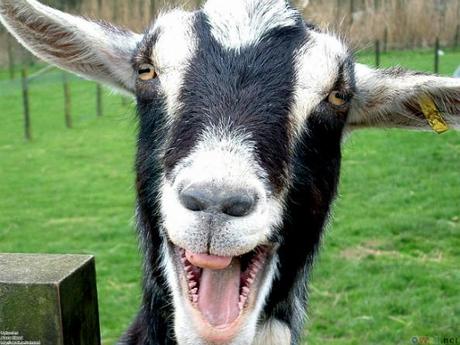 laughing goat