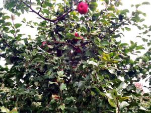 Red Apple Tree