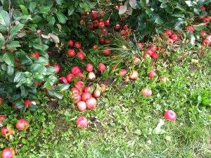 Apples on the ground