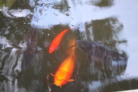 In and Around London... 50 Shades of Orange (Less 45)