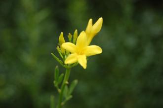 Jasminum fruticans Flower (21/09/2013, Kew Gardens, London)