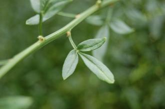 Jasminum fruticans Leaf (21/09/2013, Kew Gardens, London)