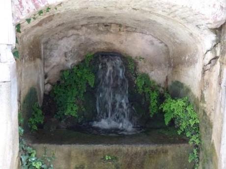 ferns and ivies around stone trough