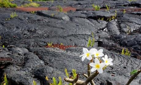 Flowers and Volcanic Rock