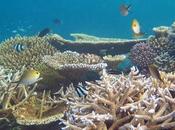 Losing Half Tropical Fish Species Corals Disappear