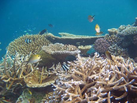 Losing half of tropical fish species as corals disappear