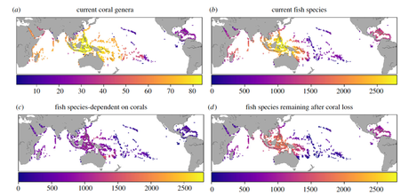 Losing half of tropical fish species as corals disappear