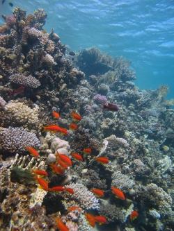 Losing half of tropical fish species as corals disappear