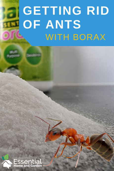 Borax for ants – How To Use Borax To Kill Ants