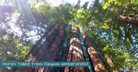 World's Tallest Tree