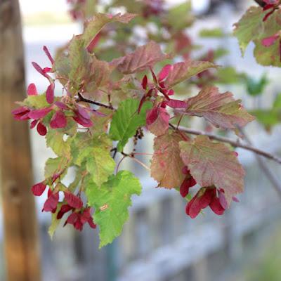 Tree-following: Red and Green