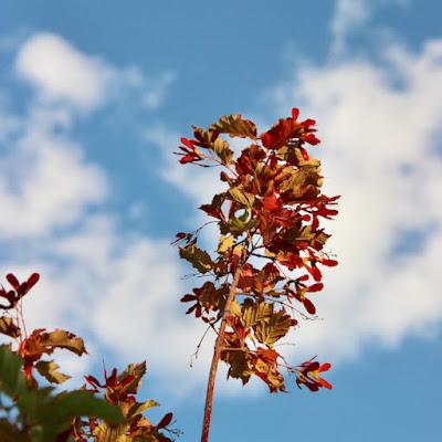 Tree-following: Red and Green