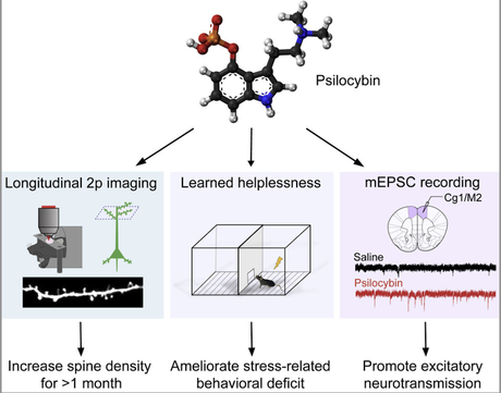 Psilocybin induces rapid and persistent growth of dendritic spines in frontal cortex in vivo