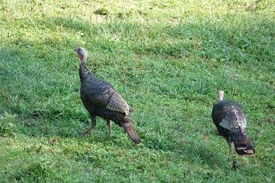 Turkey Trot
