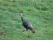 Turkey Trot