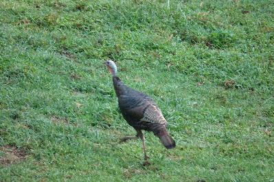 Turkey Trot