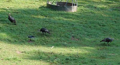 Turkey Trot